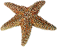 dsgn_29_starfish.png